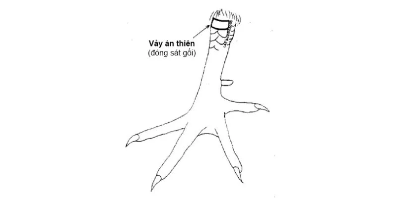 Vảy Án Thiên - Kiến Thức Cần Biết Khi Xem Vảy Gà Chọi 2 Vảy án thiên ưu điểm